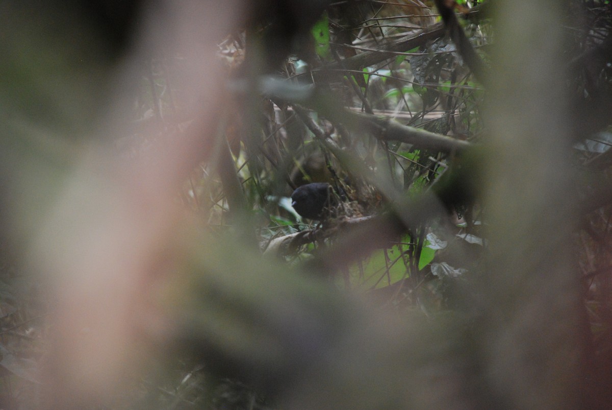 Ecuadorian Tapaculo - ML514024871