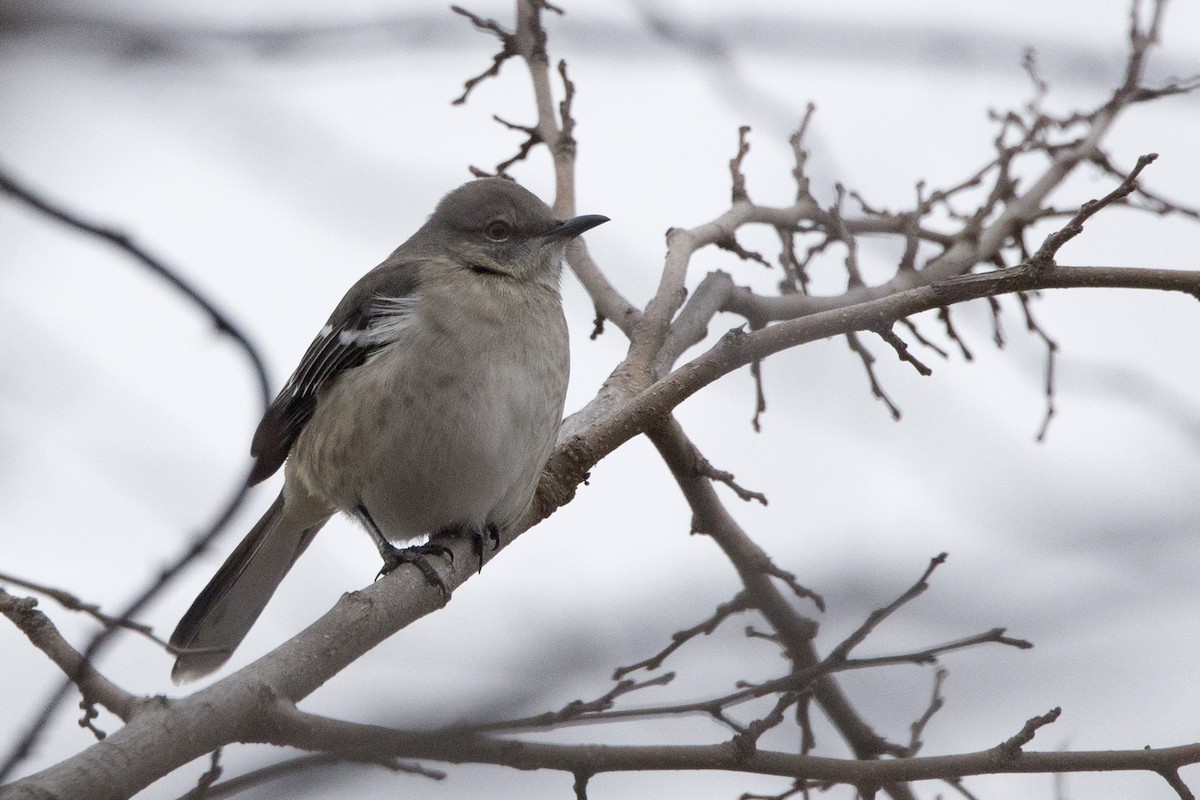 Northern Mockingbird - ML514025531