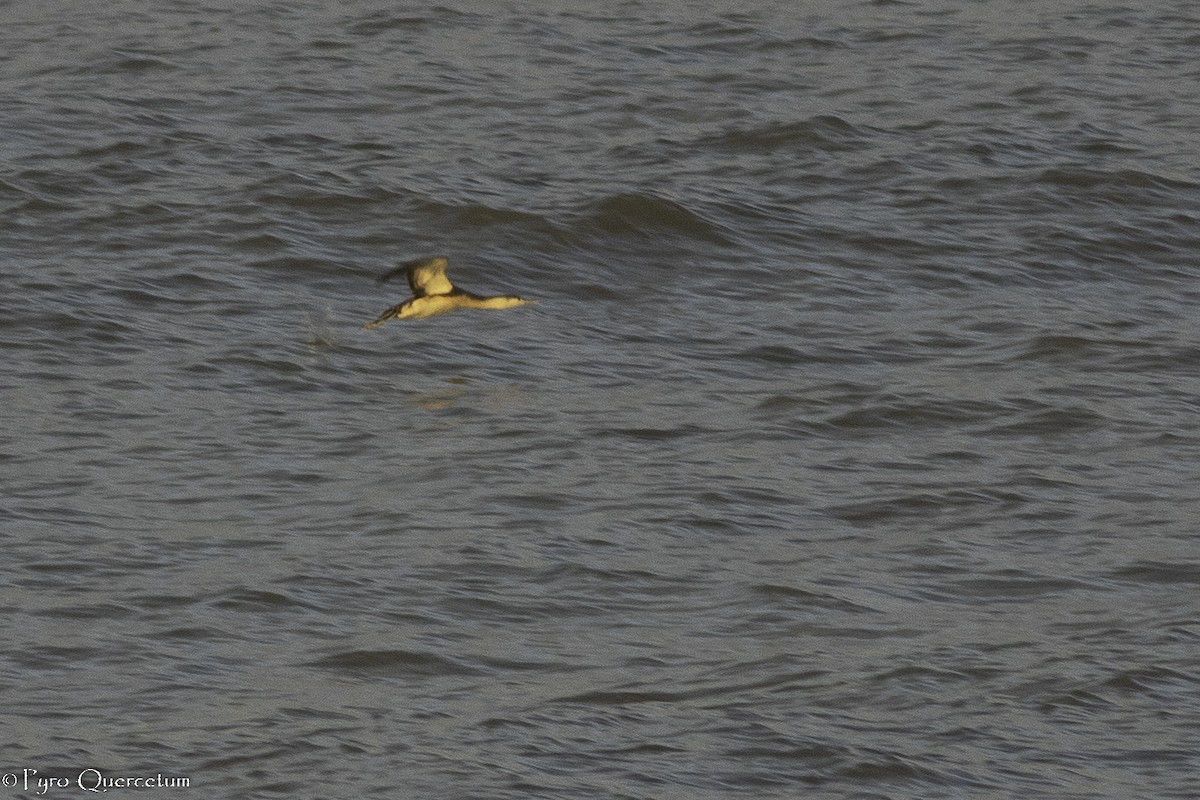 Red-throated Loon - Sérgio Correia