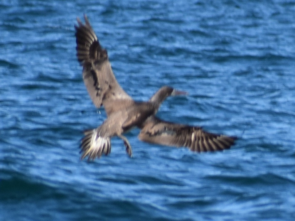 Northern Gannet - ML514025721