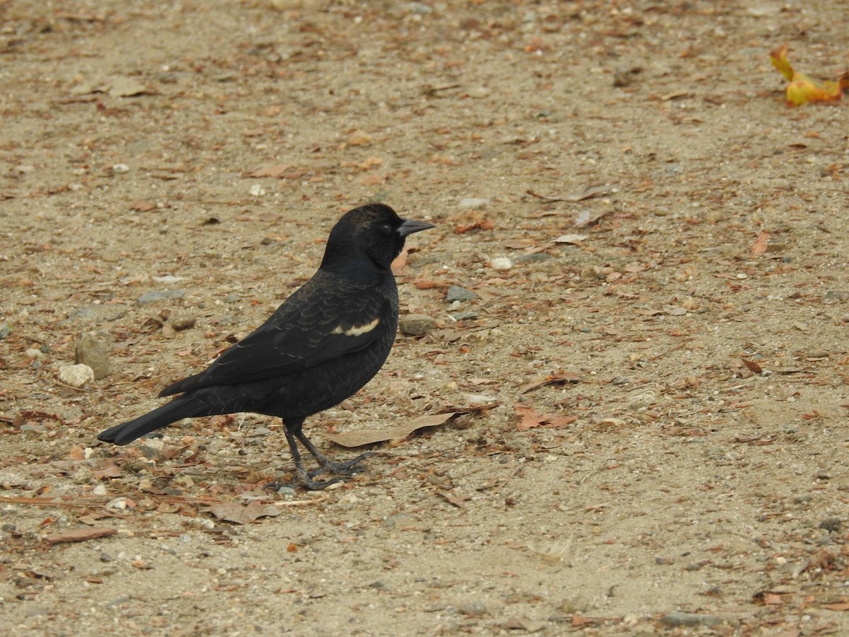 Tricolored Blackbird - ML514026191