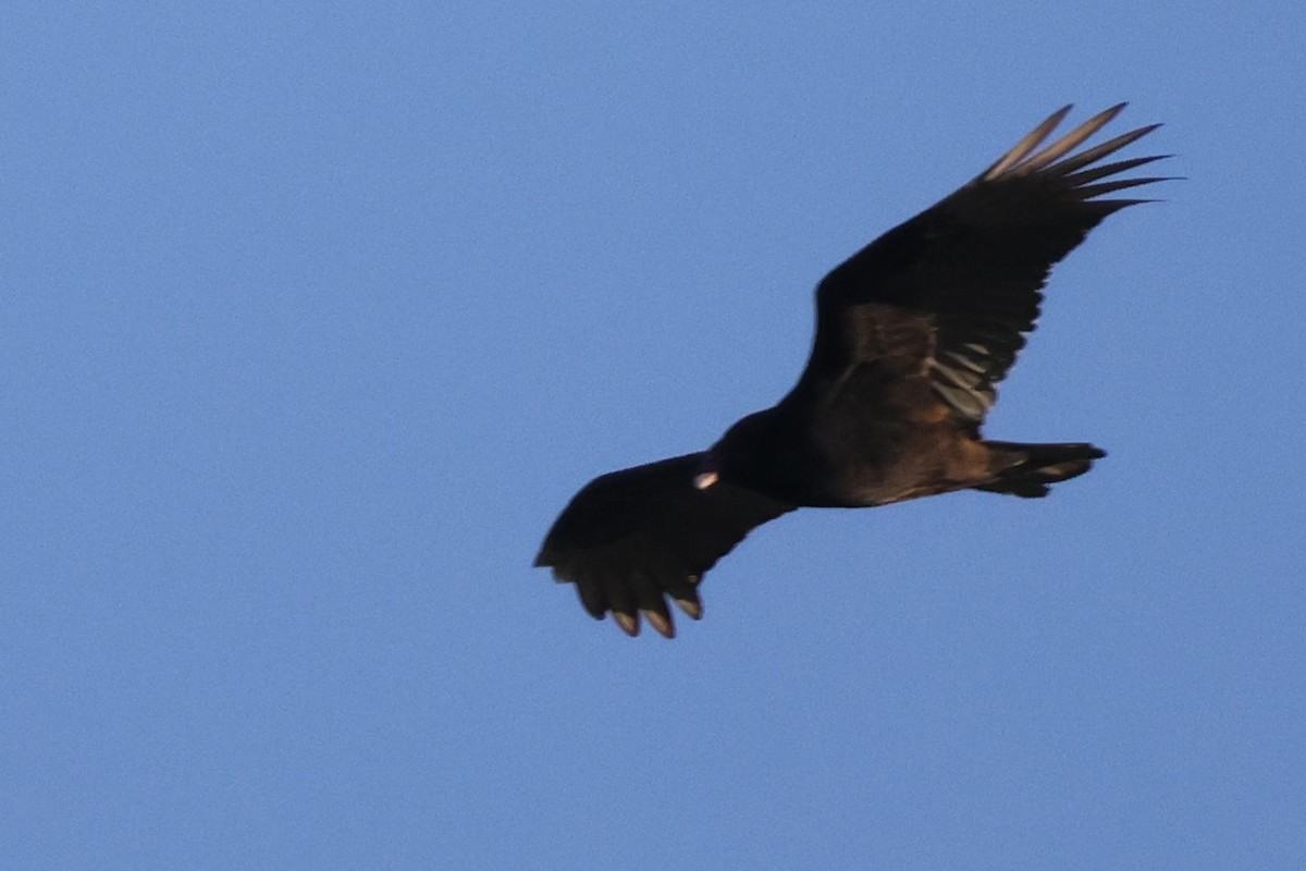 Black Vulture - ML514026301