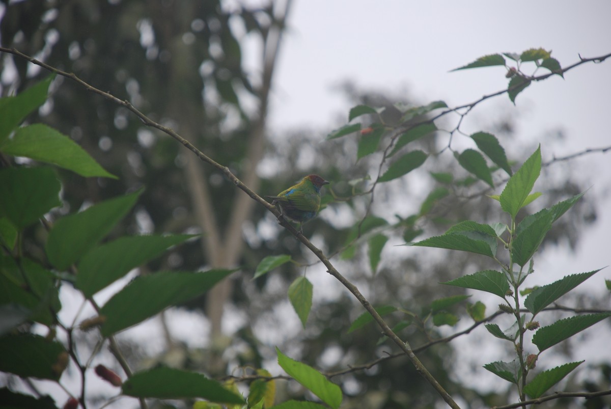 Bay-headed Tanager - ML514026331