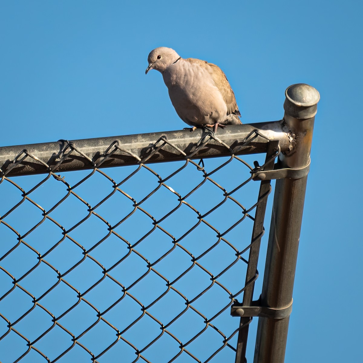 Eurasian Collared-Dove - ML514026351