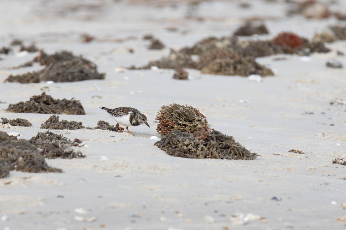 Алаг хайргач - ML514026431