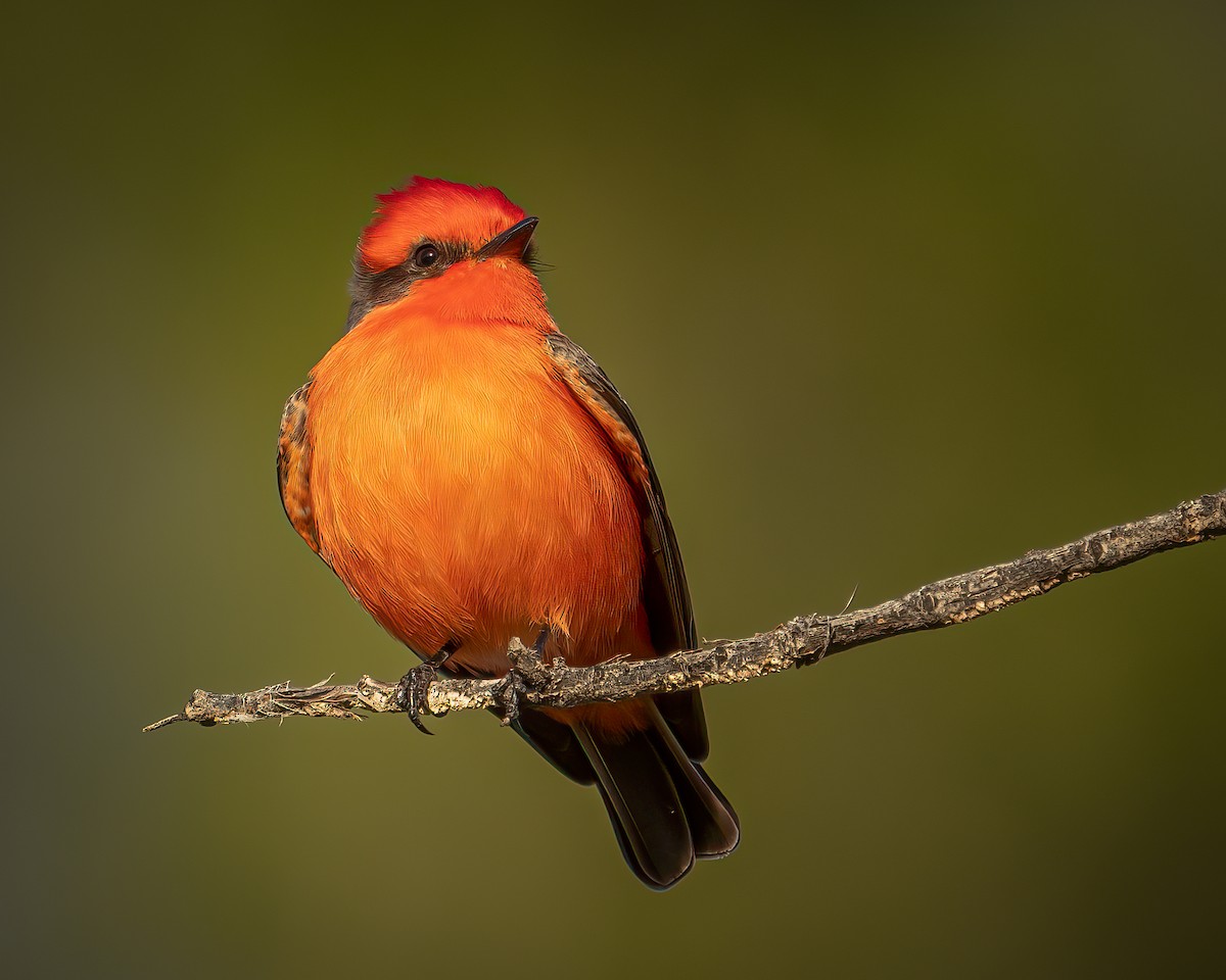 Vermilion Flycatcher - ML514026491