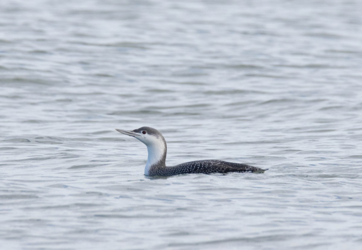 Улаан гүеэт гахууна - ML514026681