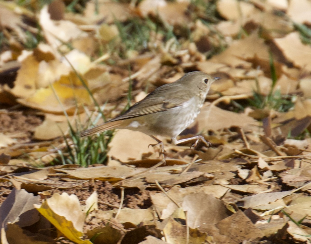 Hermit Thrush - Darren Carbone