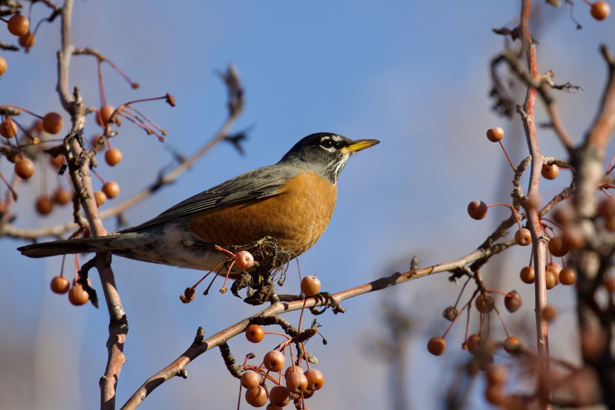 American Robin - ML514027031