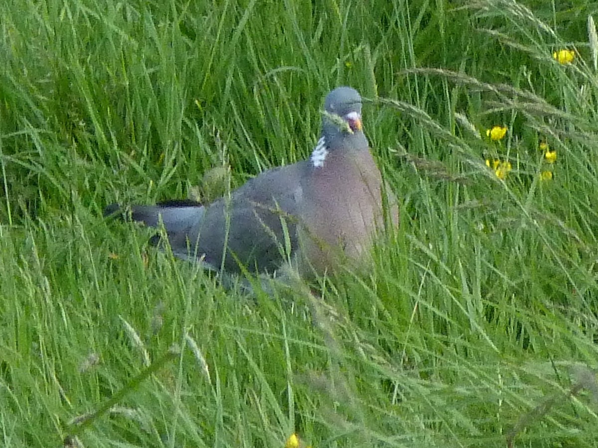 Common Wood-Pigeon (White-necked) - Chris Wiles