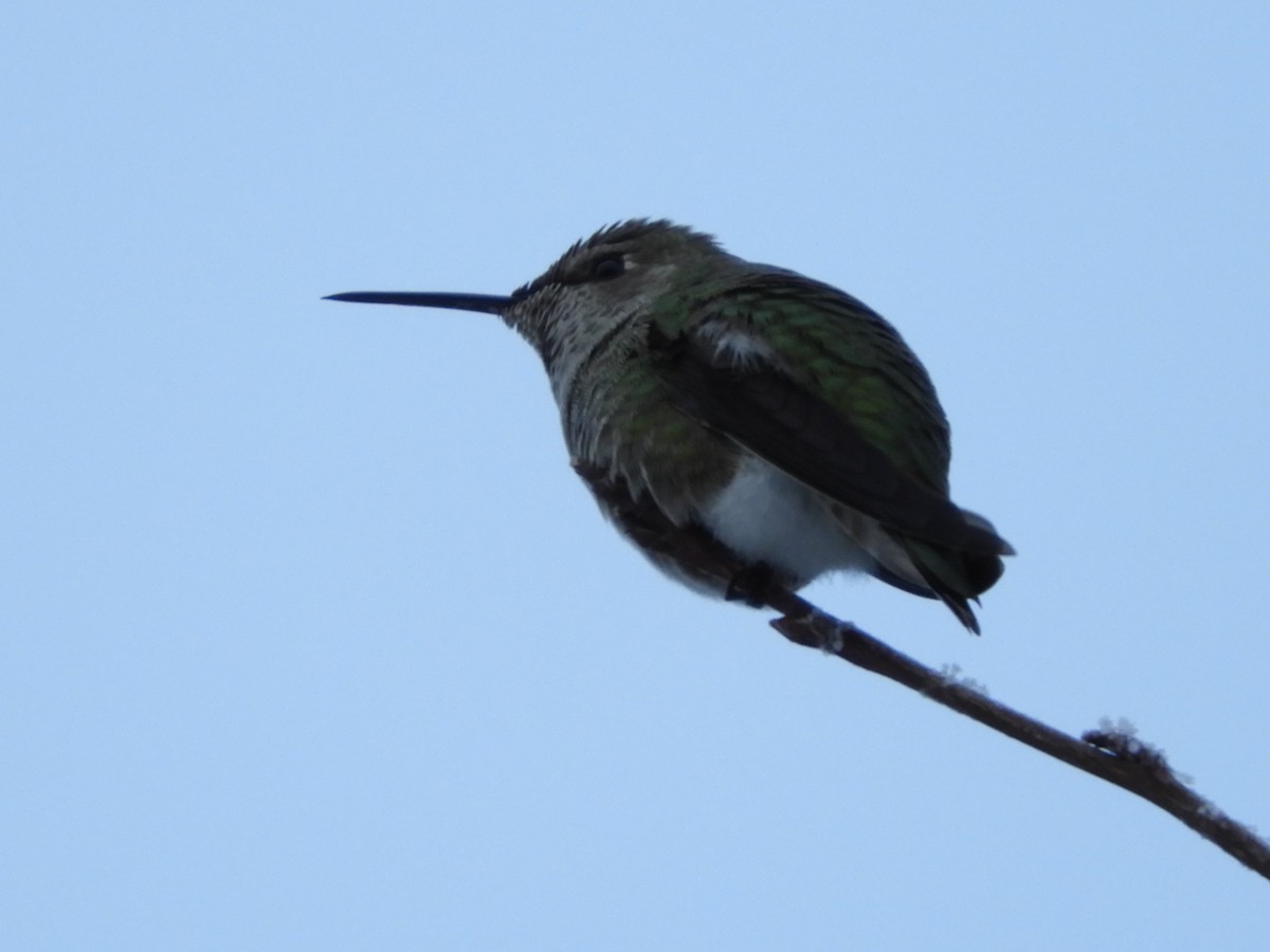Anna's Hummingbird - ML514027391
