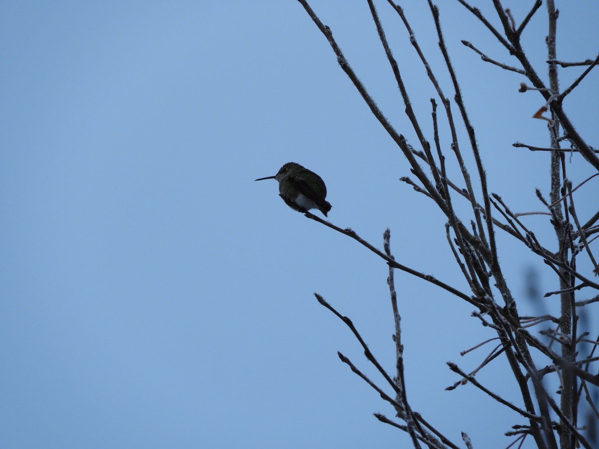 Anna's Hummingbird - ML514027401