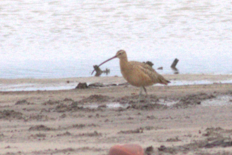 Long-billed Curlew - ML514027761