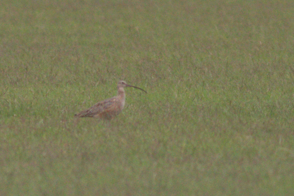 Long-billed Curlew - ML514027791