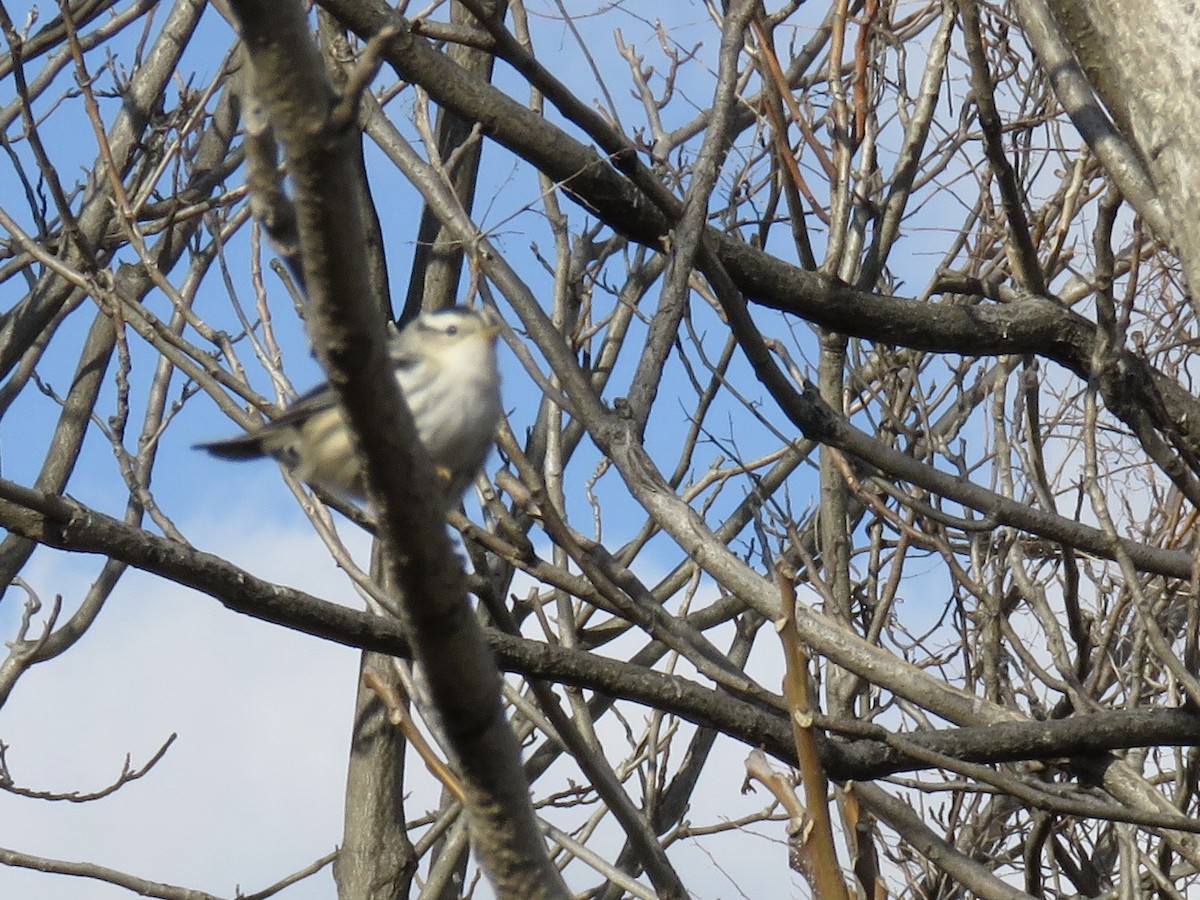Black-and-white Warbler - ML514028771