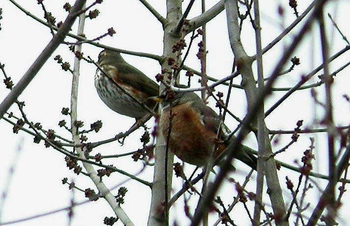 Redwing - Andrew Engilis