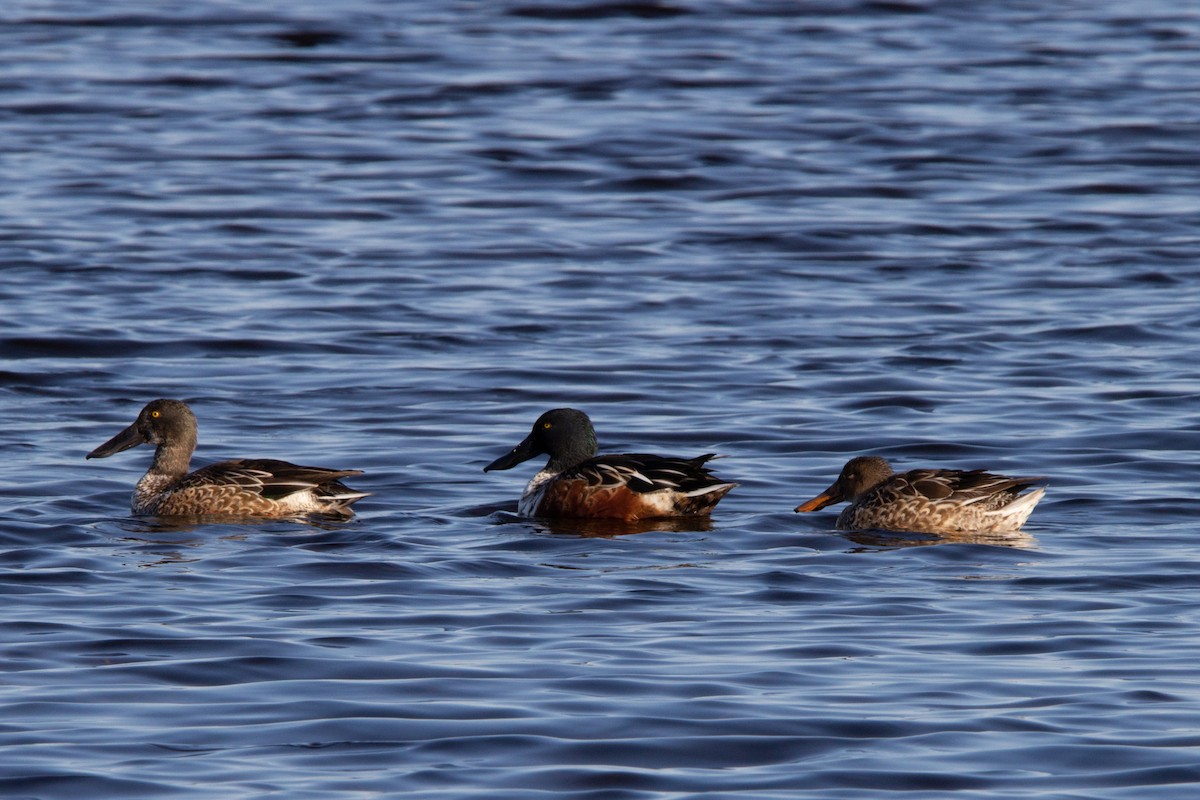 Northern Shoveler - Damian  Zambrana