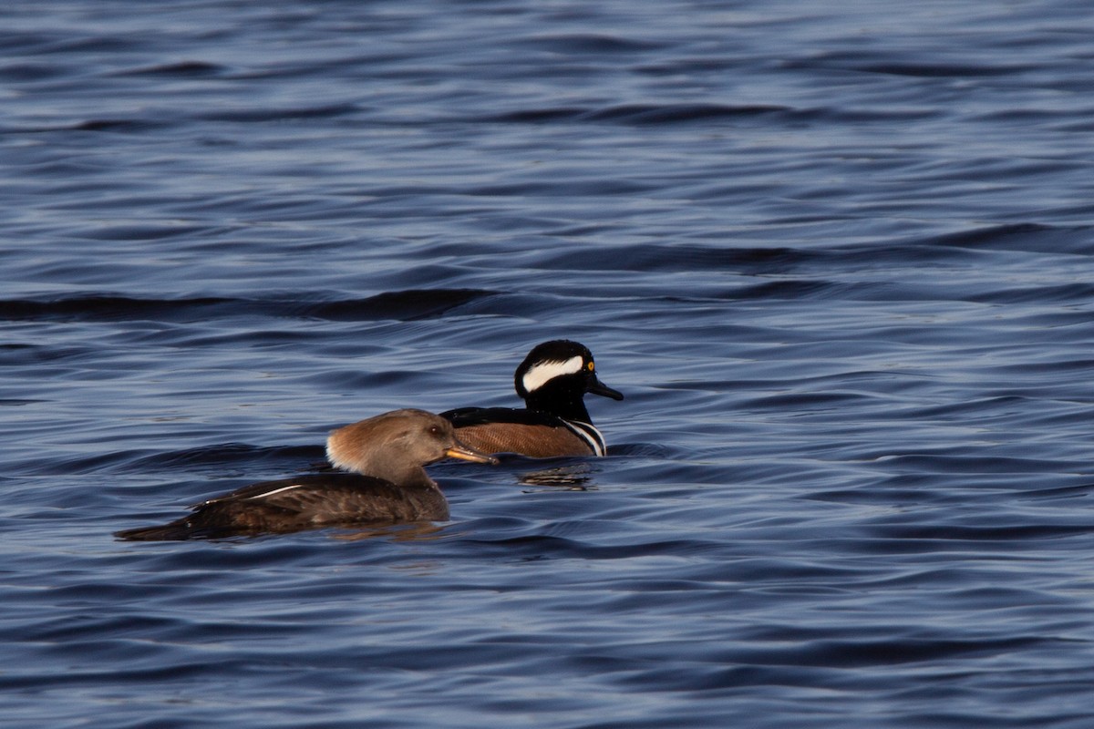 Hooded Merganser - ML514030751