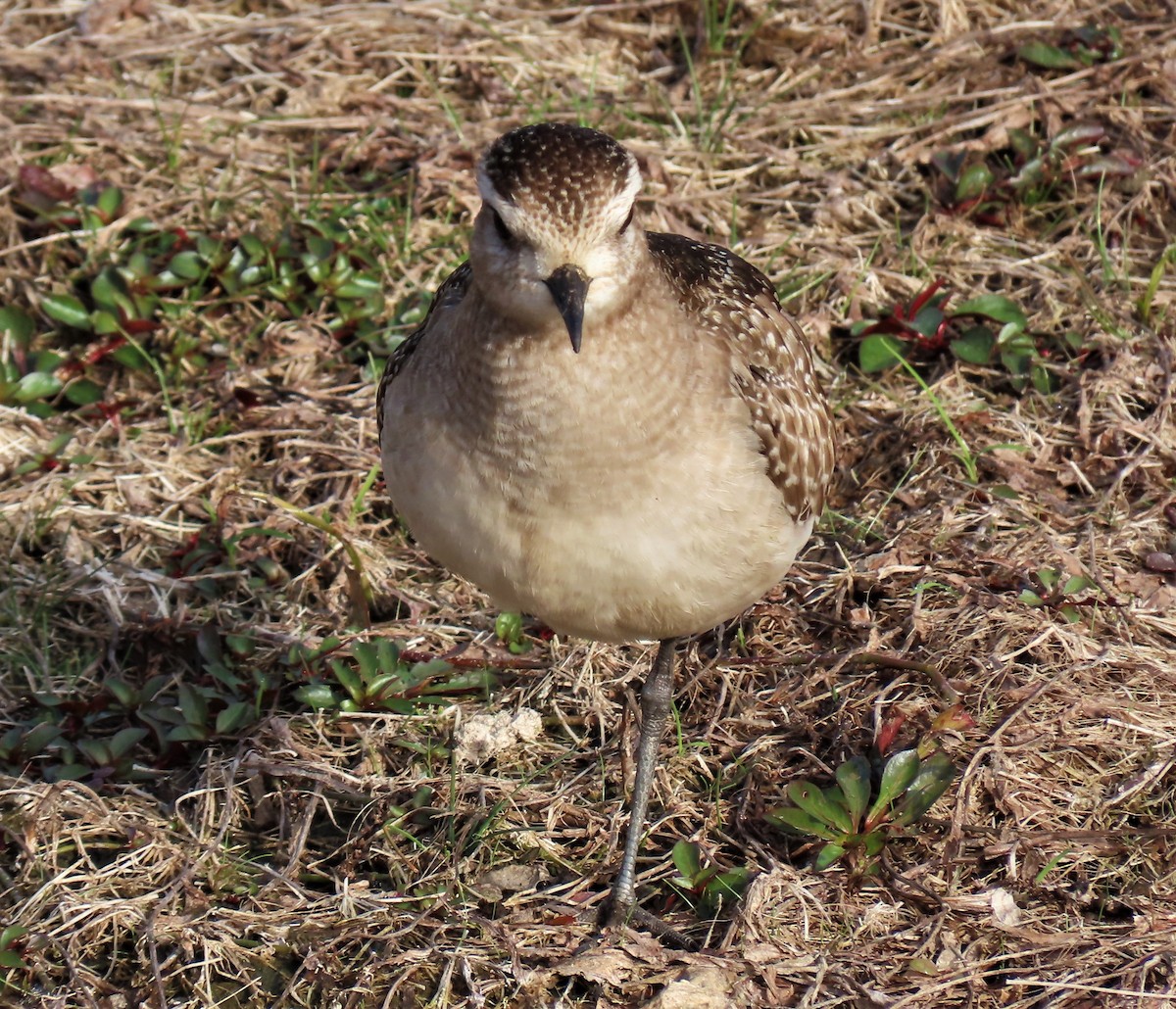 American Golden-Plover - ML514030791