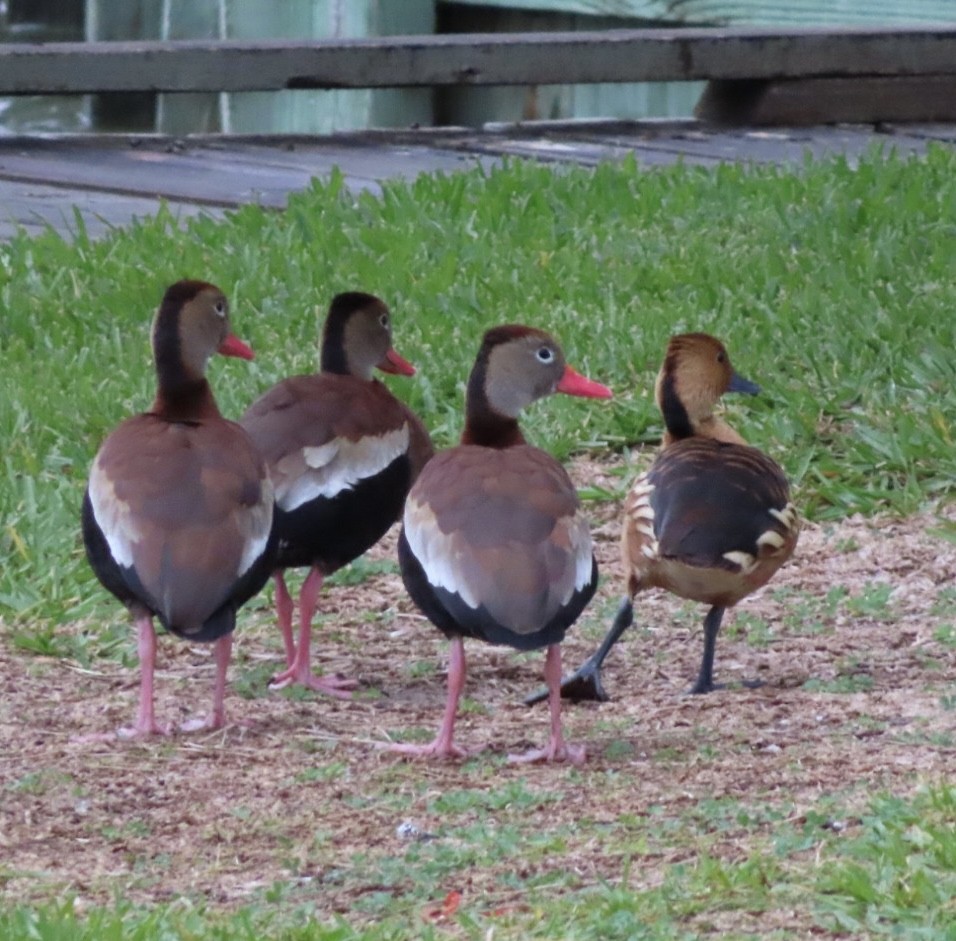 Fulvous Whistling-Duck - ML514030801