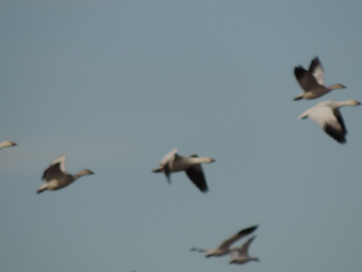 Snow Goose - ML514030911