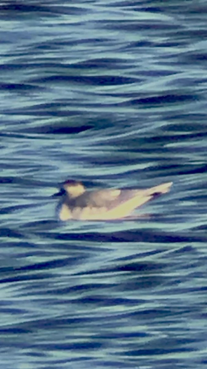 Mouette pygmée - ML514031031