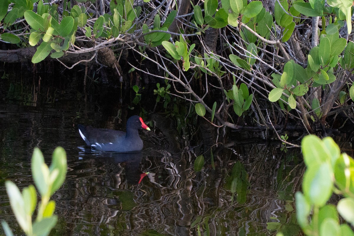 Common Gallinule - ML514031301