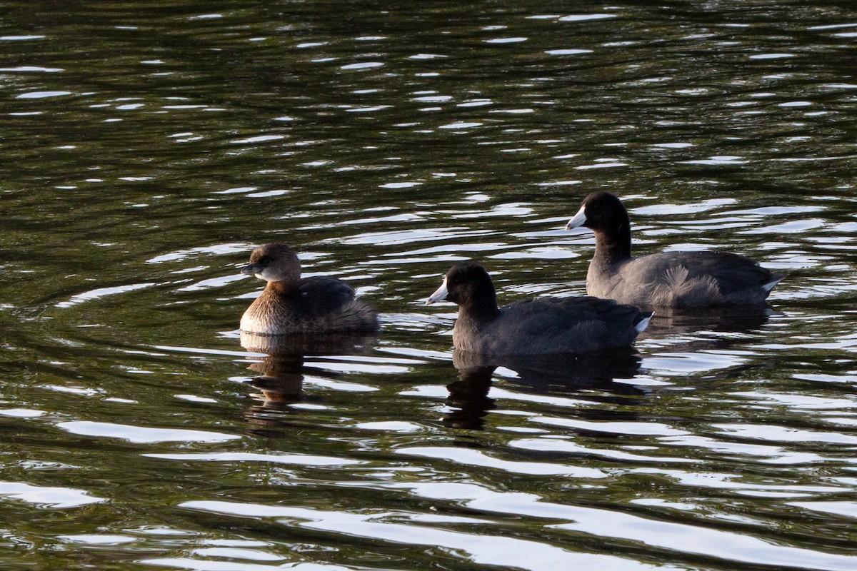 American Coot - ML514031491