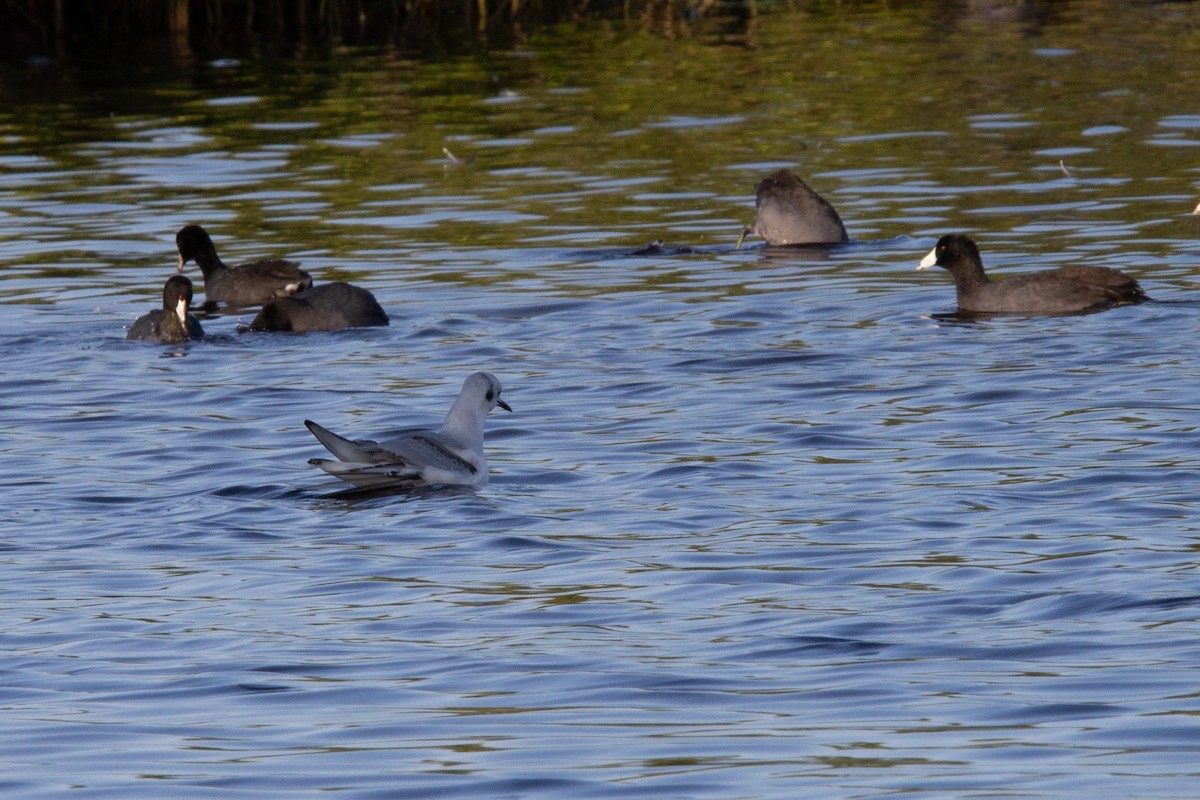 Bonaparte's Gull - ML514031611