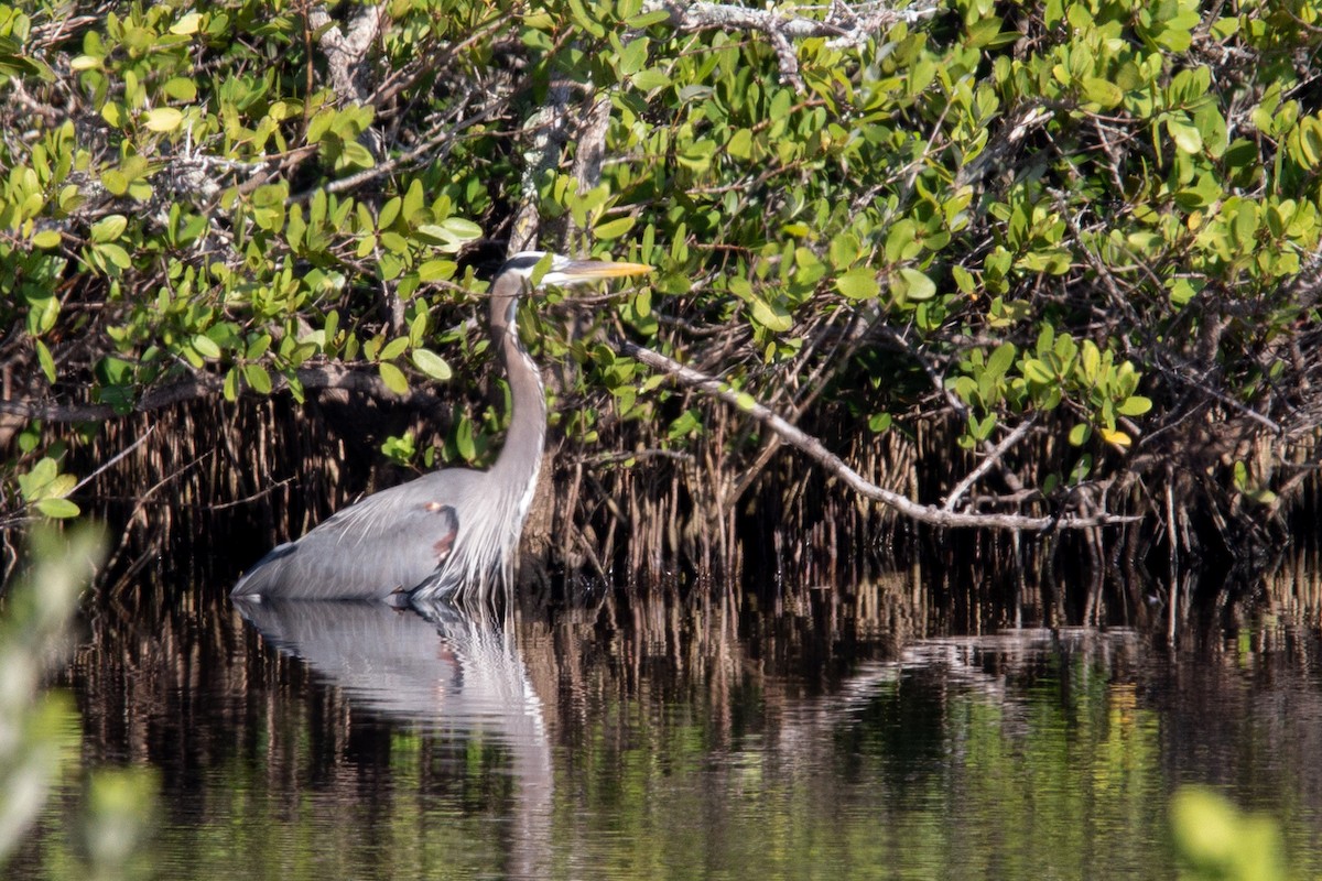 Great Blue Heron - Damian  Zambrana