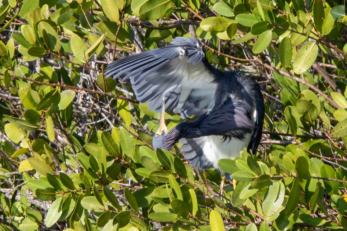 Tricolored Heron - Damian  Zambrana