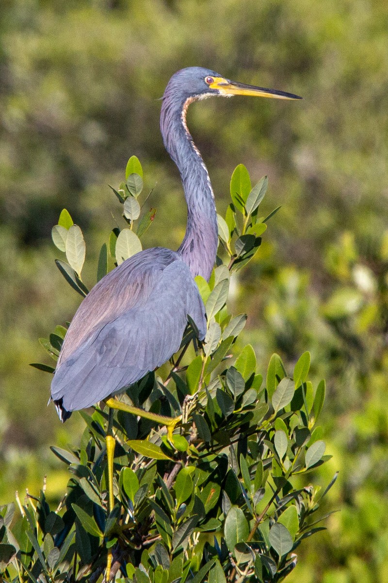 Tricolored Heron - Damian  Zambrana