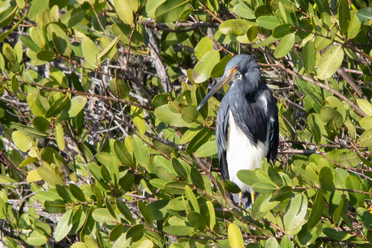 Tricolored Heron - ML514032051