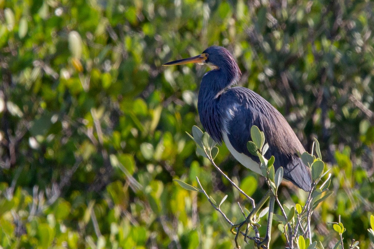 Tricolored Heron - Damian  Zambrana