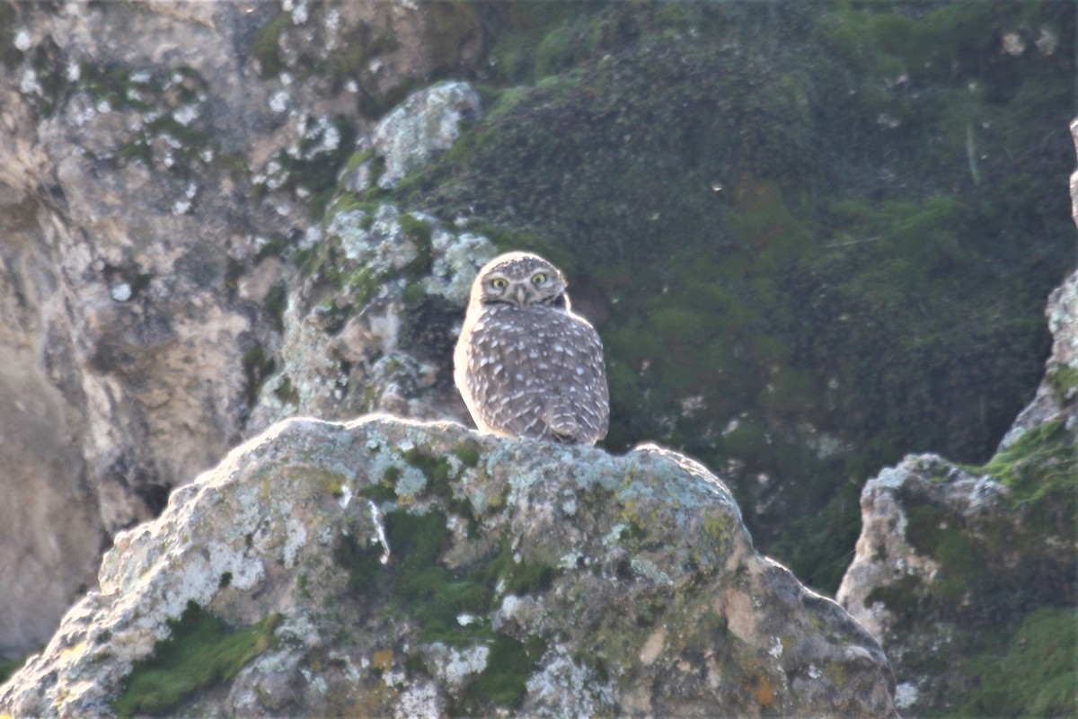 Burrowing Owl - ML514032701