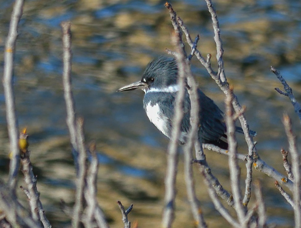 Martin-pêcheur d'Amérique - ML514032831