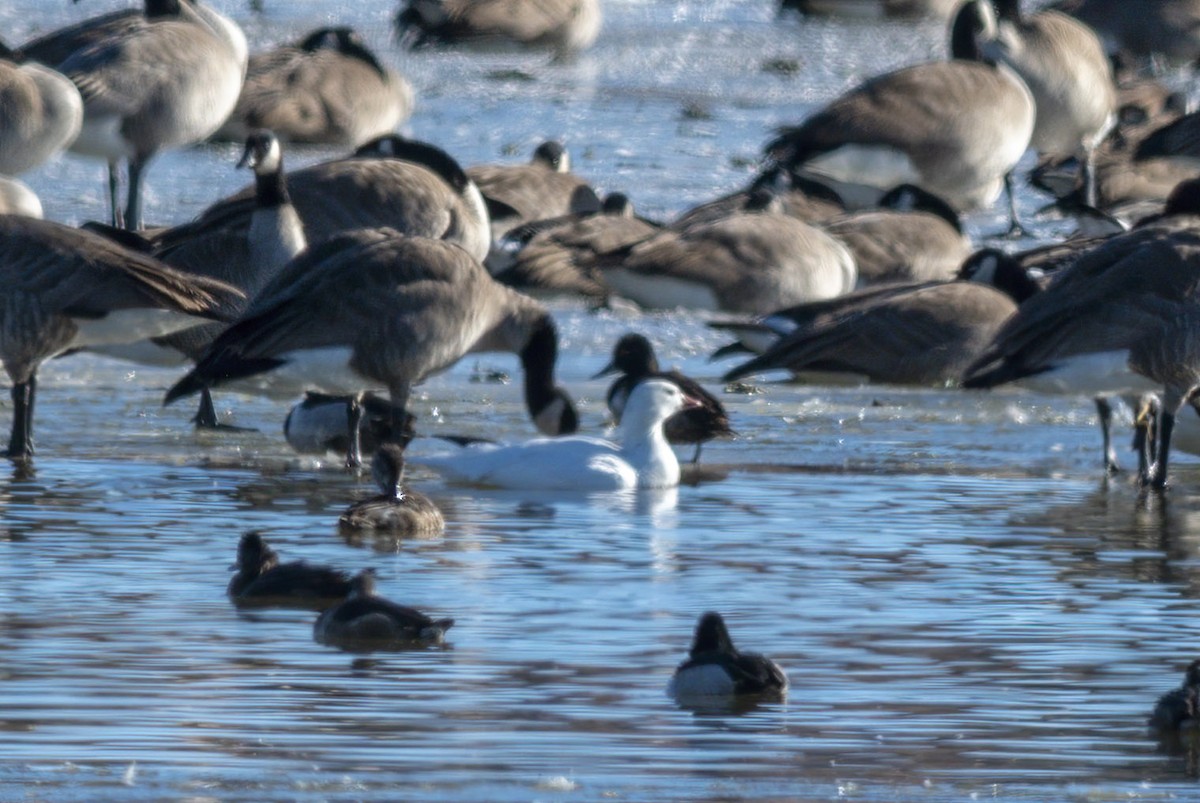 Ross's Goose - ML514033541