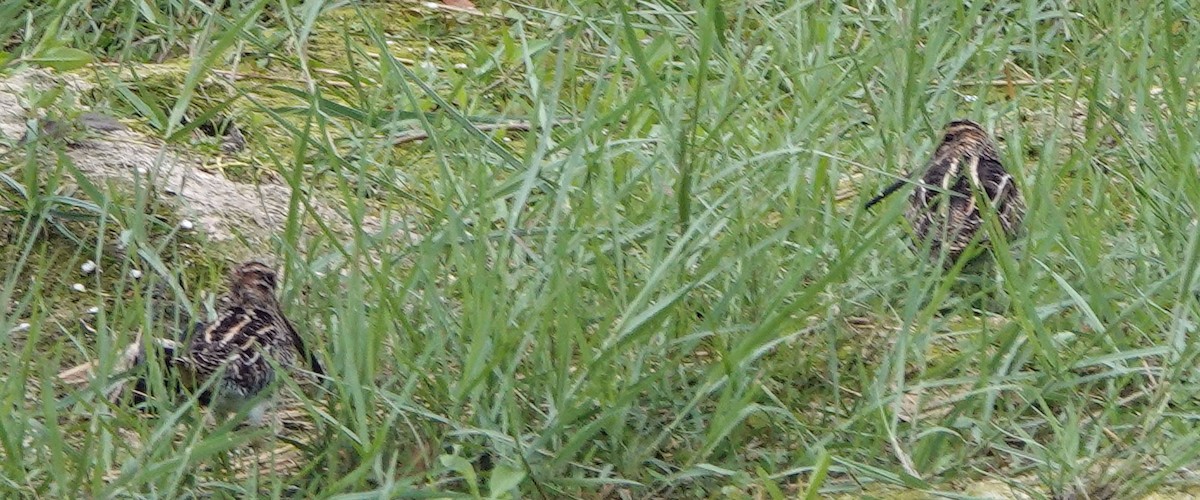 Wilson's Snipe - ML514033901