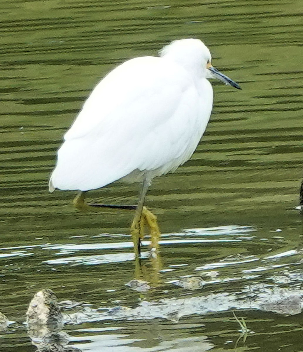 Snowy Egret - ML514034021