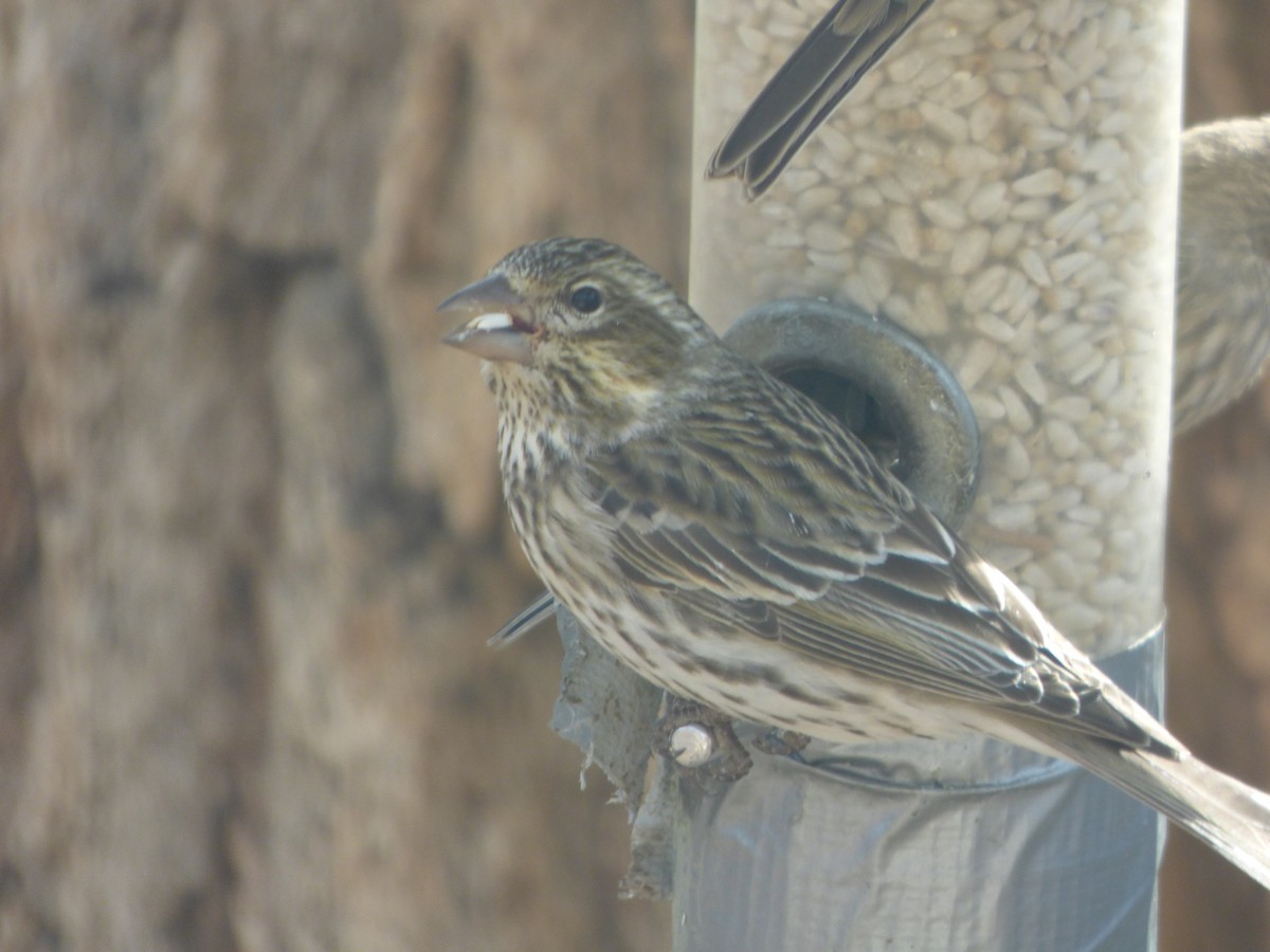 Cassin's Finch - Alexander Brown