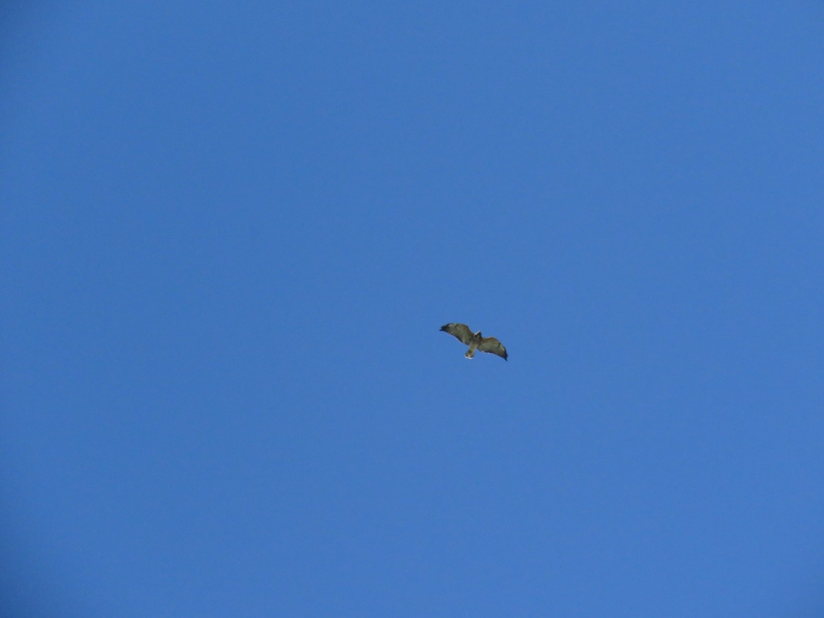 White-tailed Hawk - ML514034451