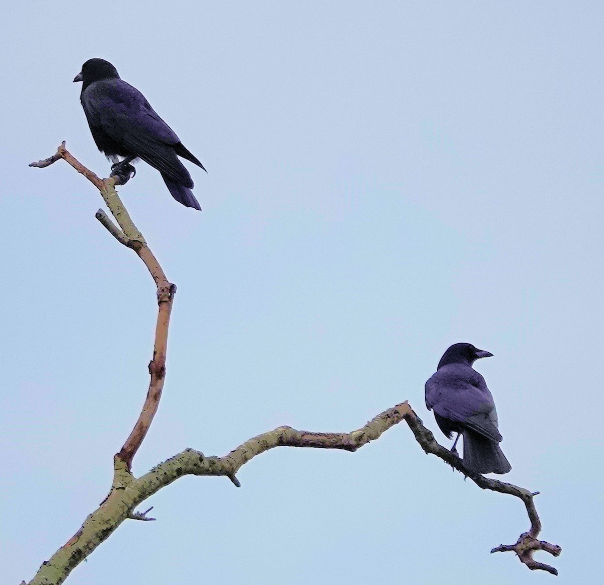 American Crow - Doug Wassmer