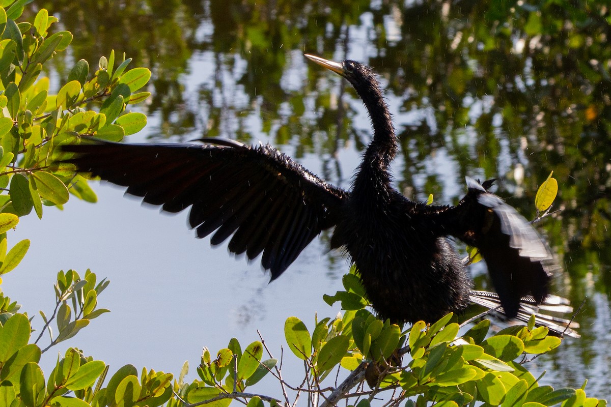 Anhinga d'Amérique - ML514034691