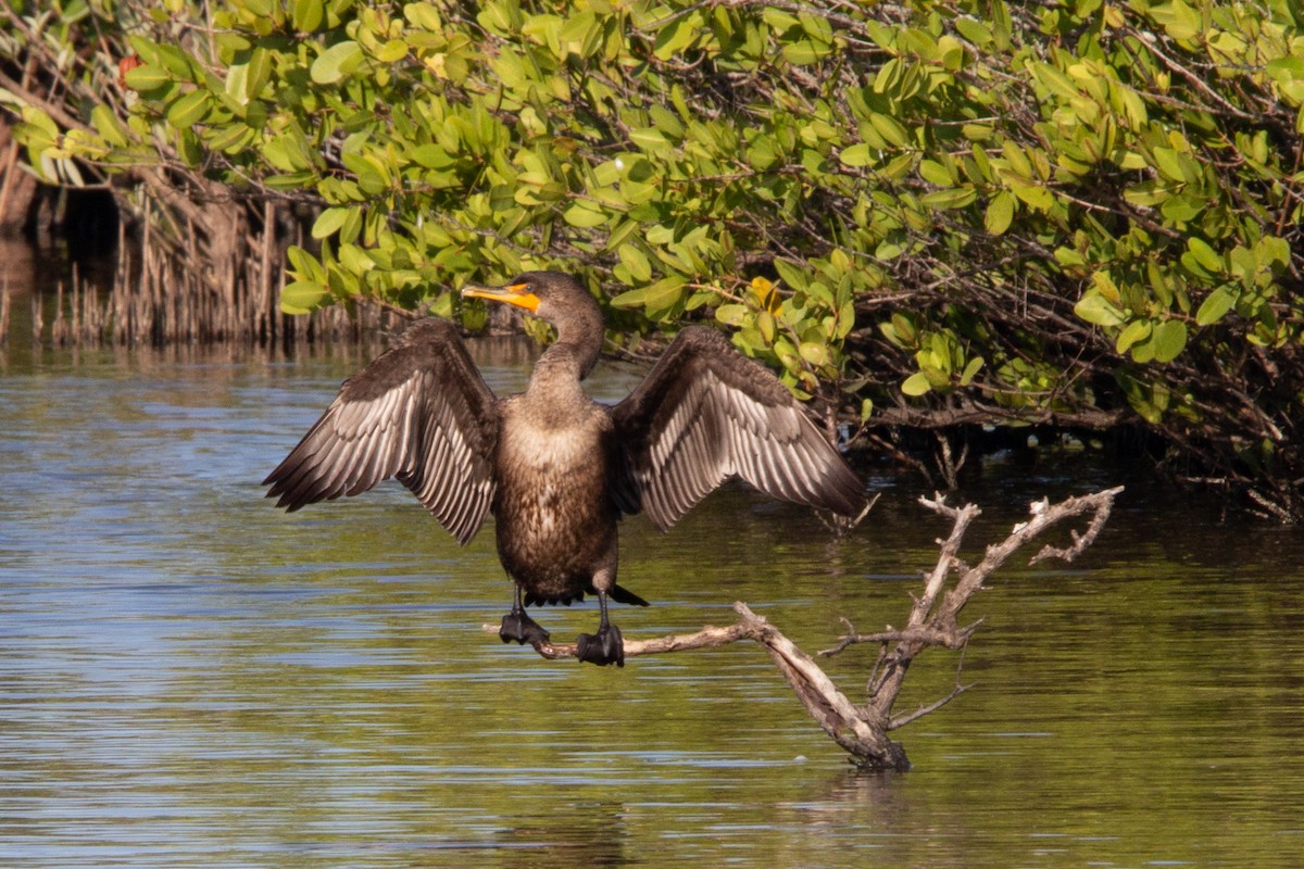 Cormoran à aigrettes - ML514034701