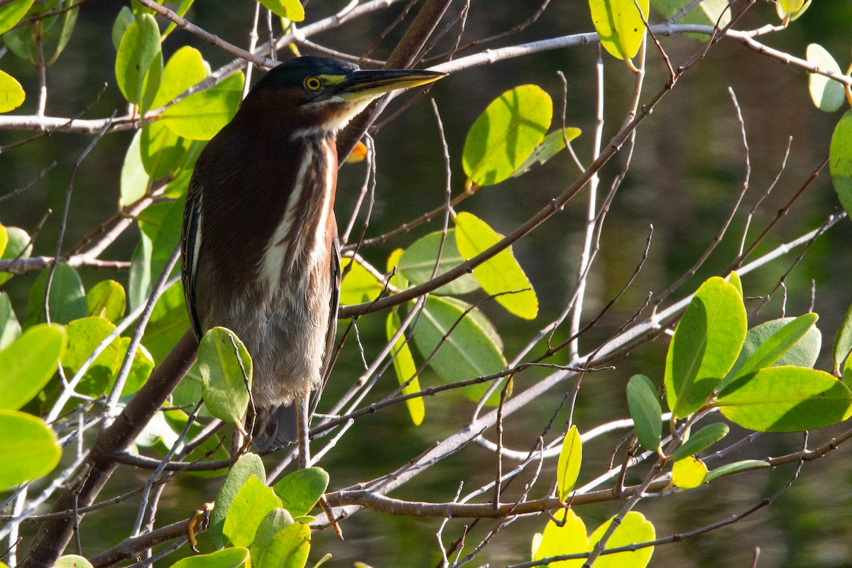 Green Heron - Damian  Zambrana