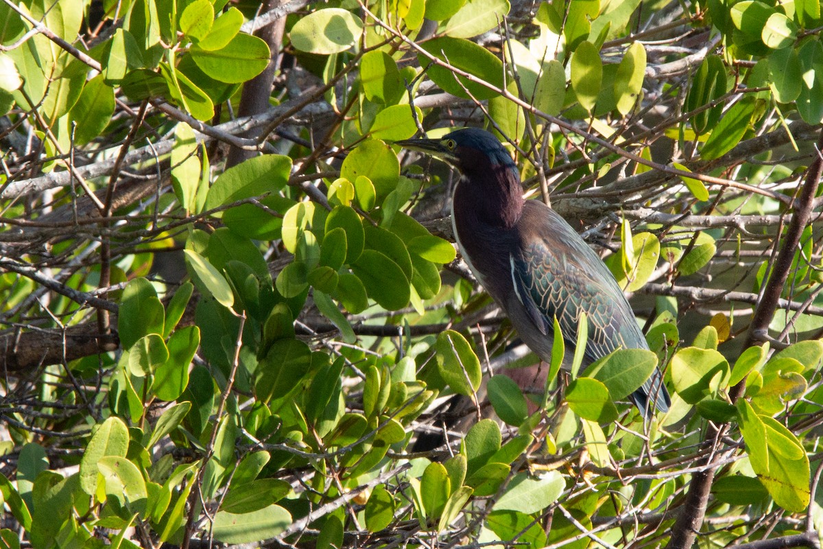 Green Heron - ML514034911