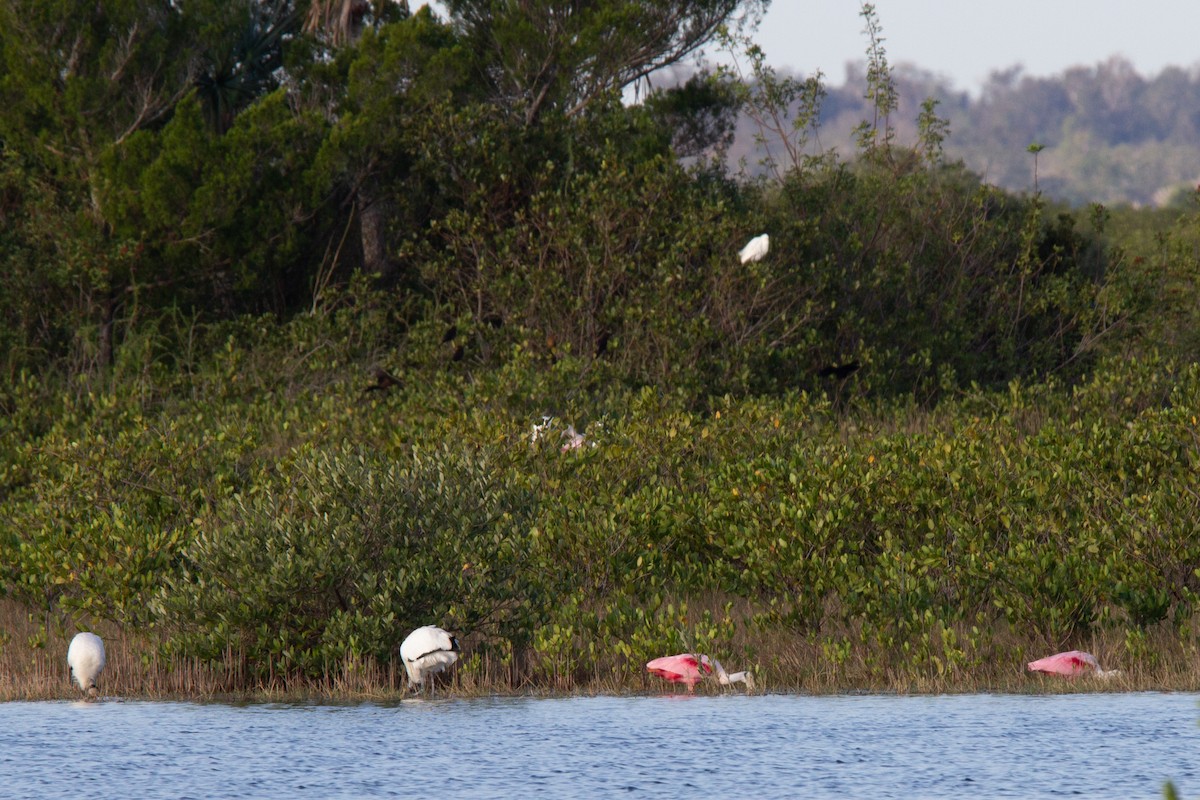 Roseate Spoonbill - Damian  Zambrana