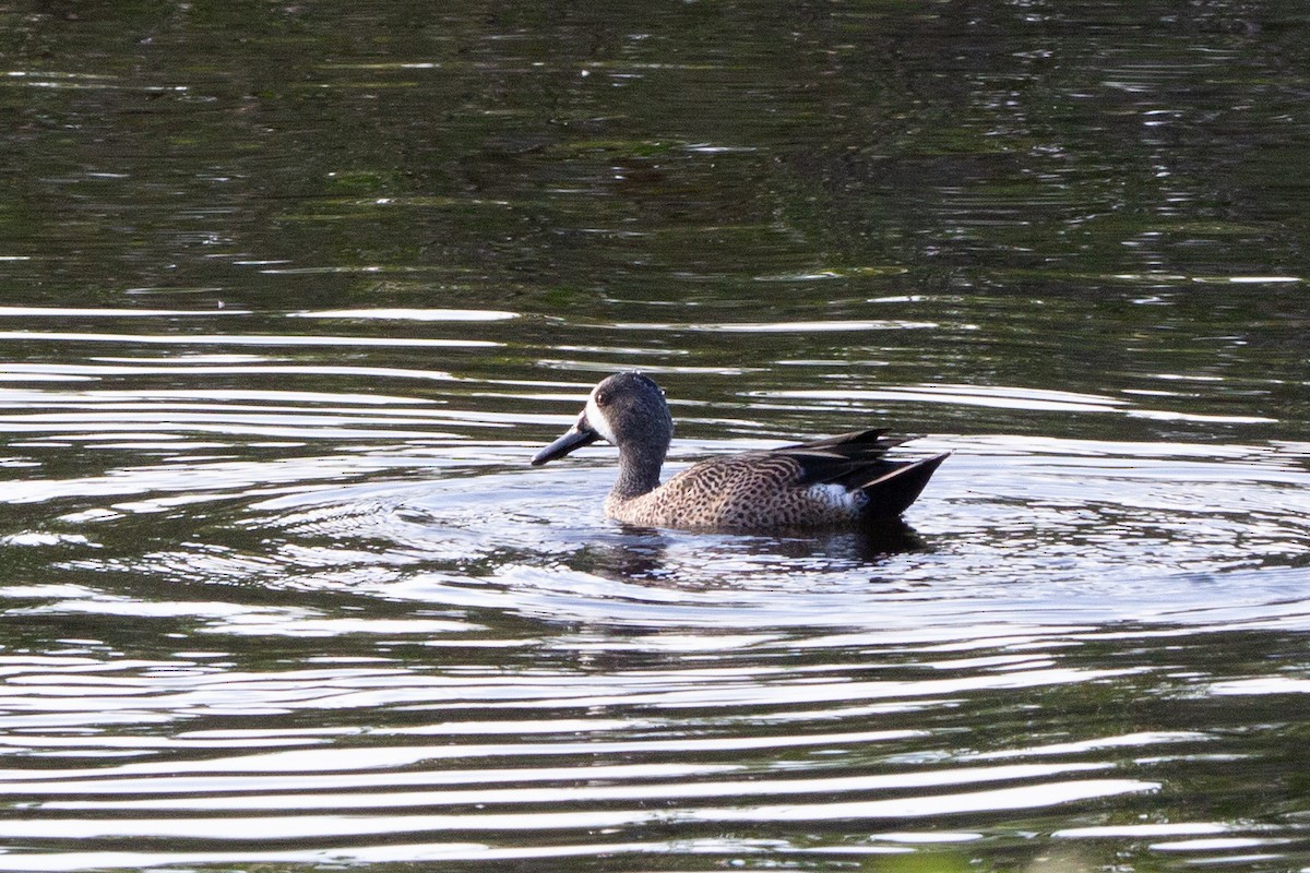 Blue-winged Teal - Damian  Zambrana