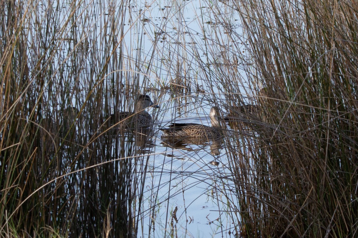 Blue-winged Teal - ML514035561