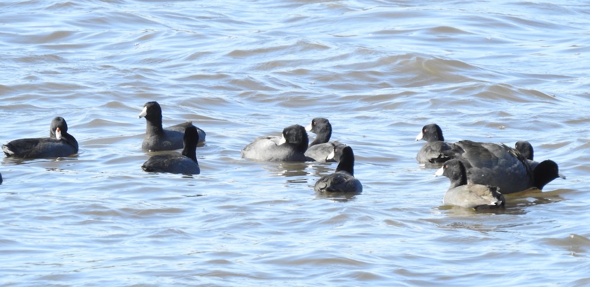 American Coot - Patrick McMahon